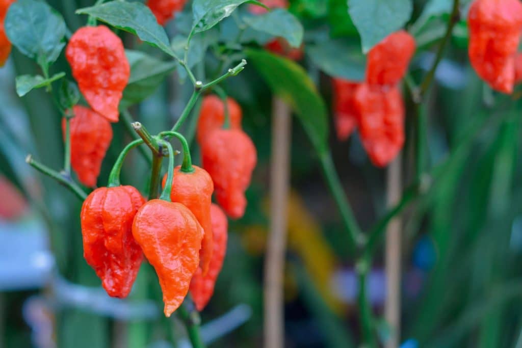 Ghost Pepper Ghost Pepper